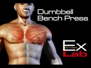 Dumbbell Bench Press : Chest Exercises
