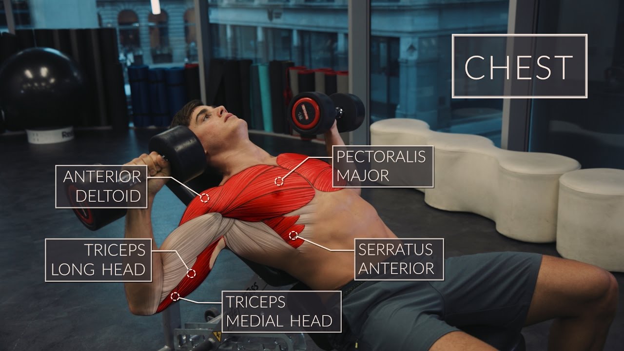 You are currently viewing Exercise Anatomy: Chest Workout | Pietro Boselli