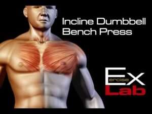 Incline Bench Press ( Dumbbells)  : Chest Exercises