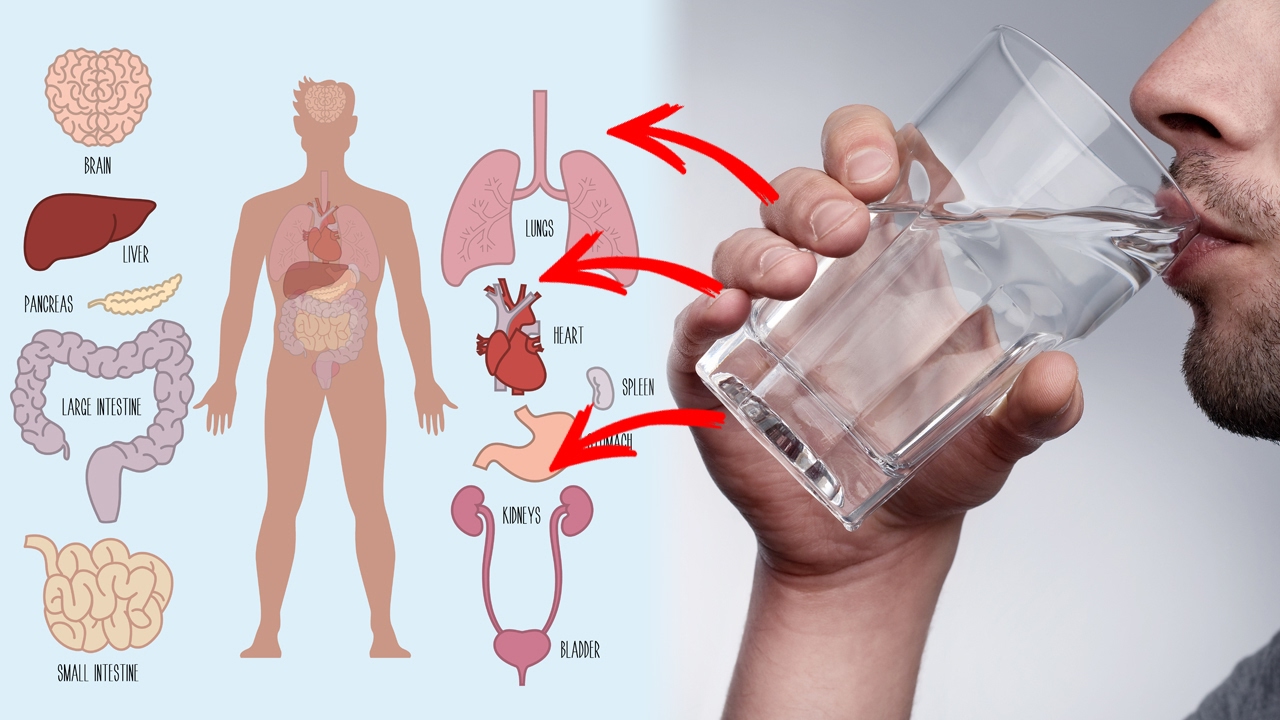 You are currently viewing 10 Health Benefits of Drinking Warm Water