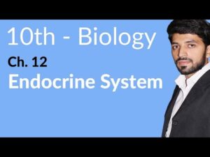 Endocrine System Diabetes And Asanas Video – 6