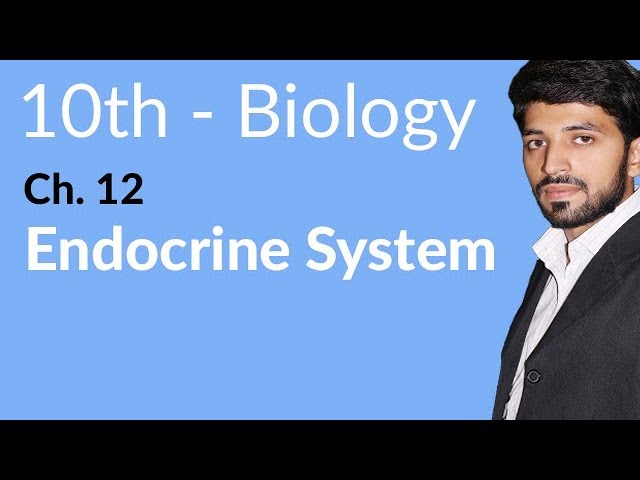 You are currently viewing Endocrine System Diabetes And Asanas Video – 6