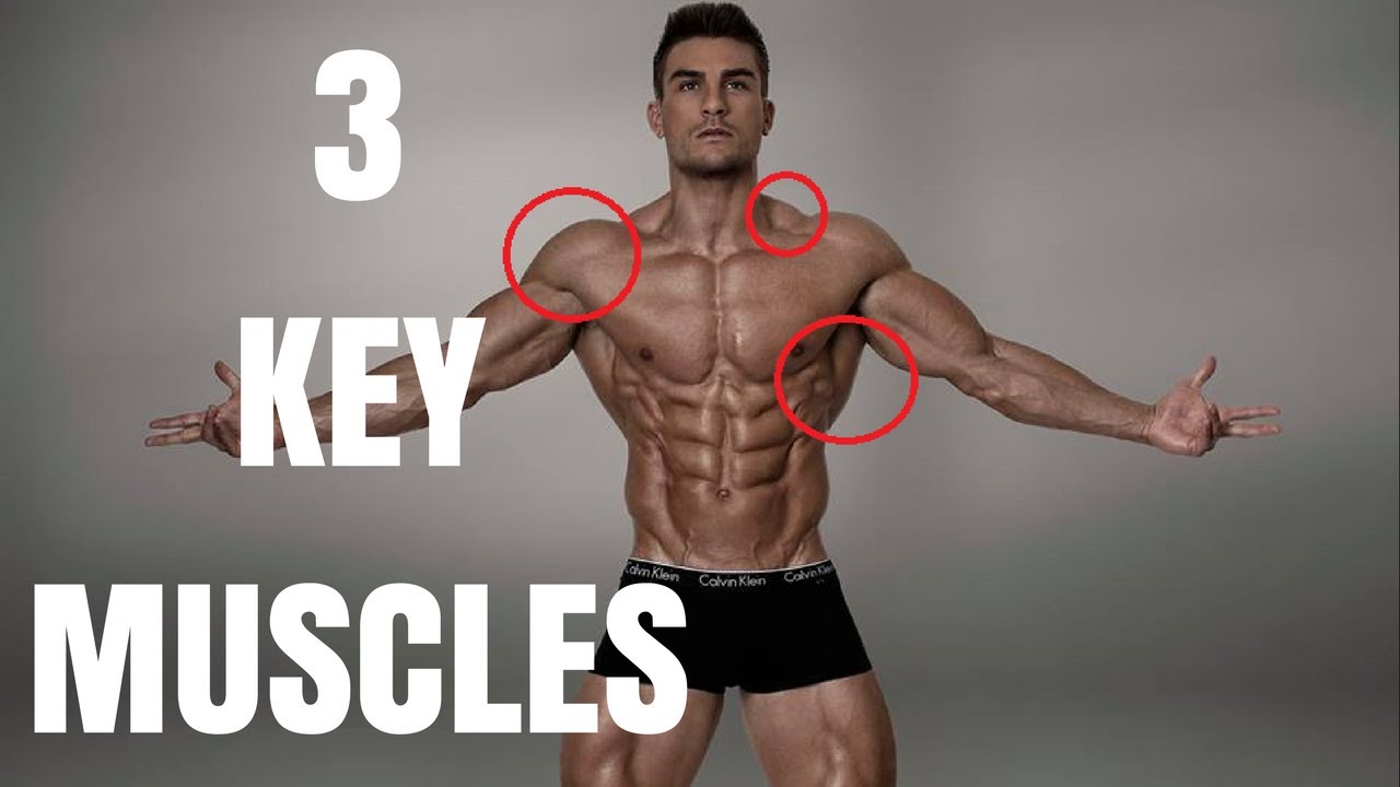 You are currently viewing 3 Key Muscle-Groups That Make You Look Bigger