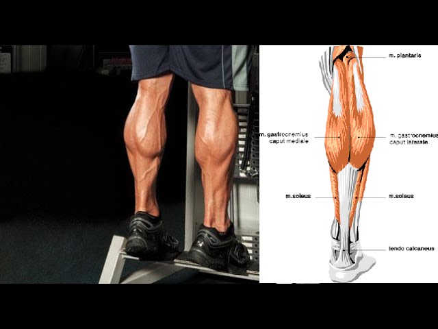 You are currently viewing 3 Tips for Monster Calf Muscles – (Muscle Group Series)