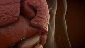 3D Animation of Internal Organs