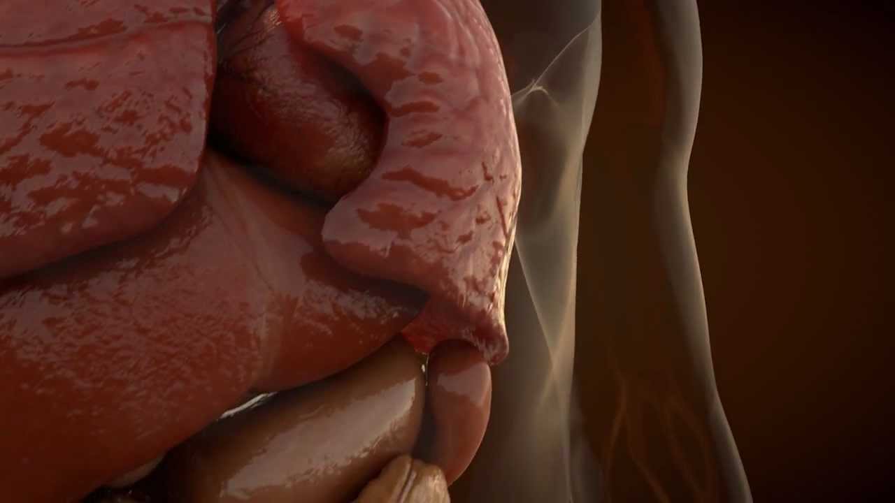 You are currently viewing 3D Animation of Internal Organs