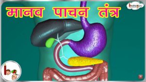 Digestive System And Asnas Video – 6