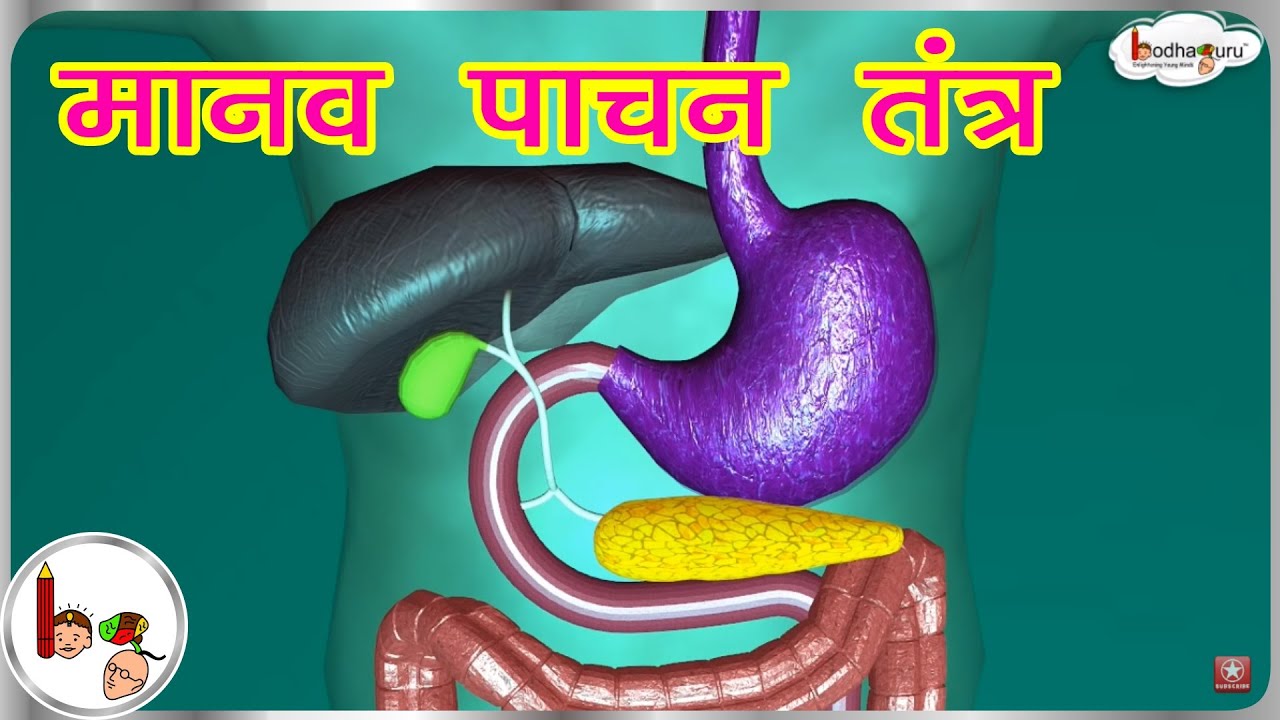 You are currently viewing Digestive System And Asnas Video – 6
