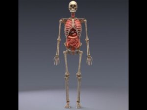 Read more about the article 3D Model Human anatomy Animated skeleton internal organs at 3DExport.com