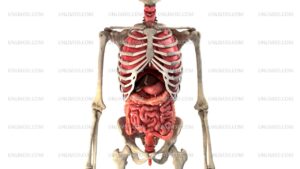 4K Human internal organs in motion, loop ready. Royalty Free Stock Footage and 3d model Available