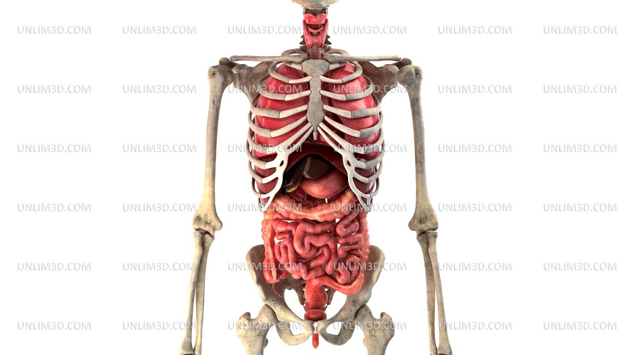 You are currently viewing 4K Human internal organs in motion, loop ready. Royalty Free Stock Footage and 3d model Available