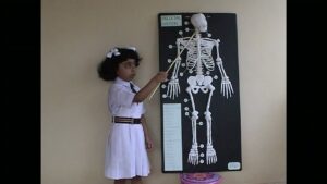 Read more about the article 5 year old’s speech on human skeletal system