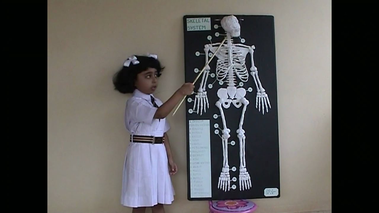 You are currently viewing 5 year old’s speech on human skeletal system