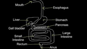 6.1 Skill: Produce an annotated diagram of the digestive system