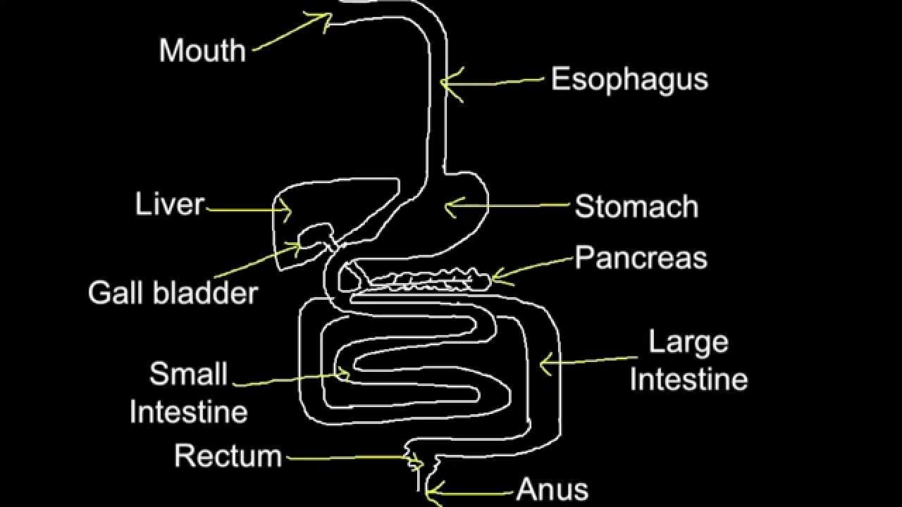 You are currently viewing 6.1 Skill: Produce an annotated diagram of the digestive system