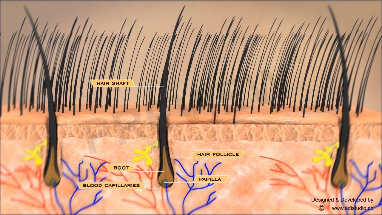 You are currently viewing ADI STUDIO (Medical Animation) – Alopecia