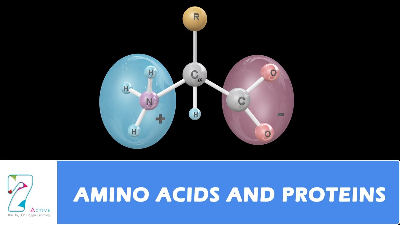 You are currently viewing AMINO ACIDS AND PROTEINS