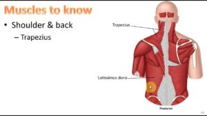 Read more about the article Anatomy Ch 9 – Muscular System