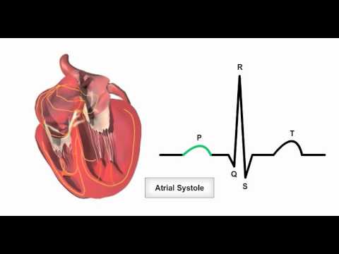 You are currently viewing Anatomy & Physiology Online – Cardiac conduction system and its relationship with ECG