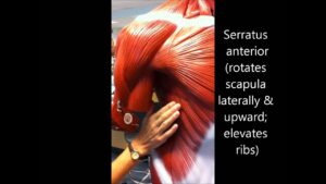 Anatomy and Physiology Of The Human Body – Muscles (captioned) HD 1080pi