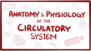 Read more about the article Anatomy & physiology of the circulatory system (heart)