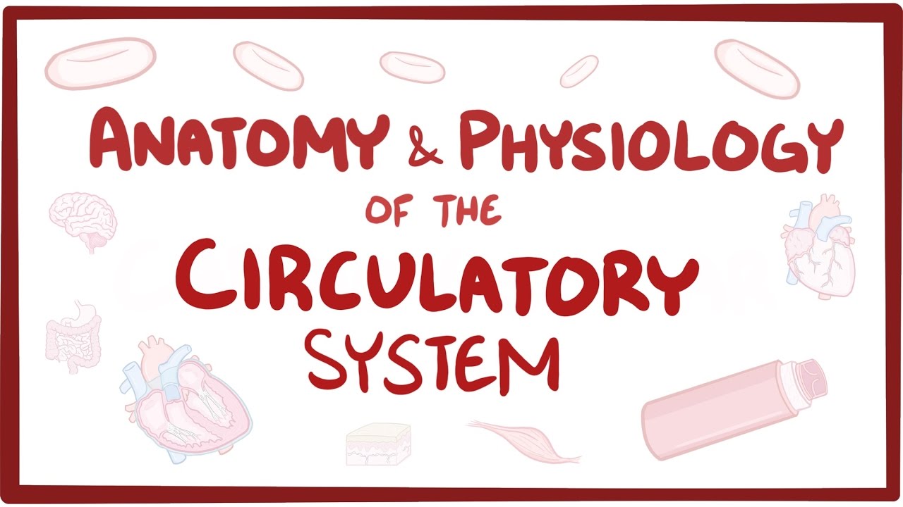 You are currently viewing Anatomy & physiology of the circulatory system (heart)