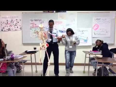 You are currently viewing Anatomy skeletal system rap