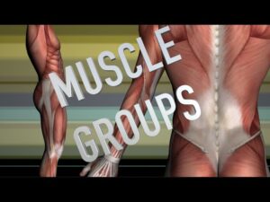 Arm & Elbow Muscle Group – Kinesiology Quiz