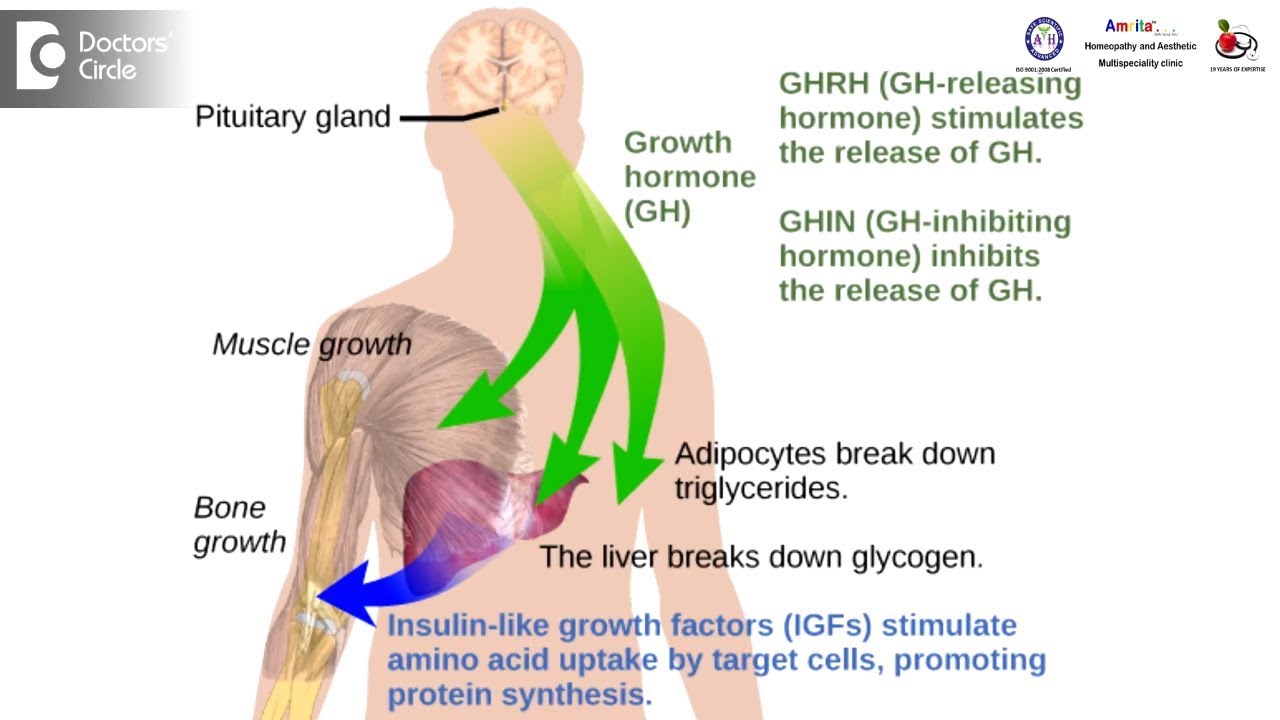 You are currently viewing HGH, Growth Hormones & Plant Hormones Video – 27