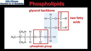 Read more about the article B.3 Phospholipids (SL)