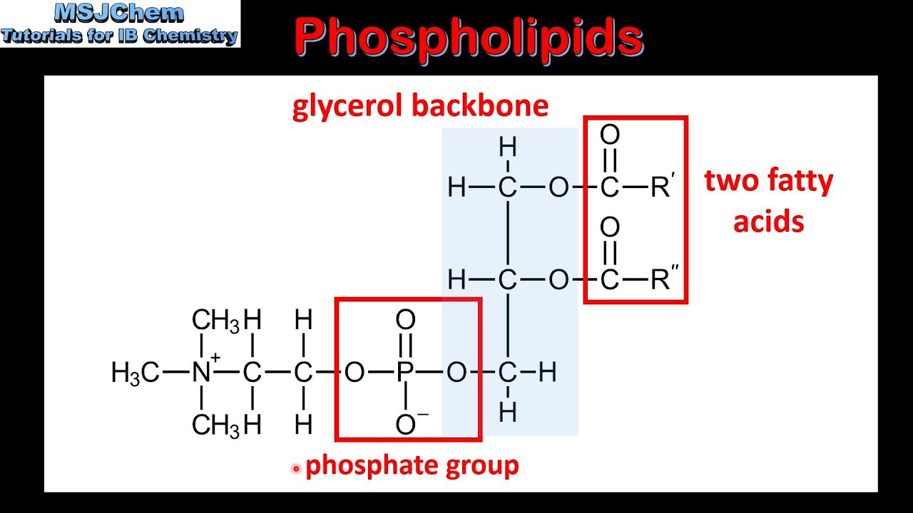 You are currently viewing B.3 Phospholipids (SL)