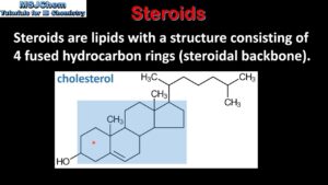 Read more about the article B.3 Steroids (SL)
