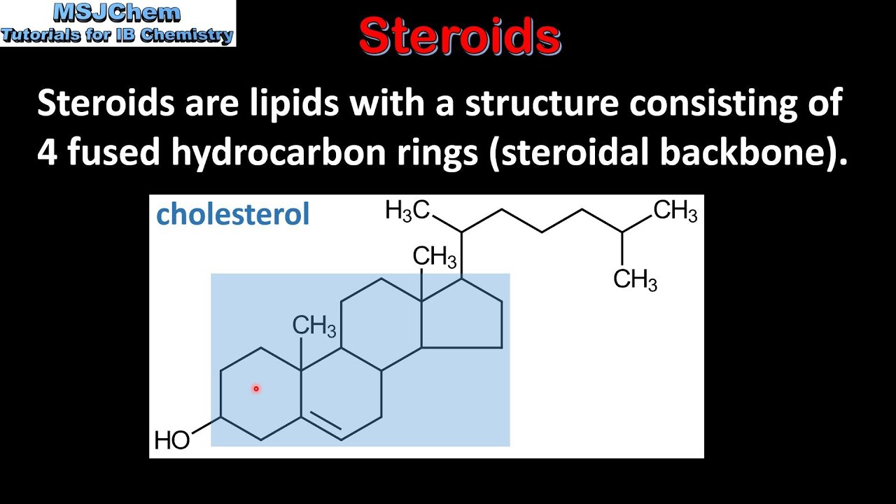 You are currently viewing B.3 Steroids (SL)