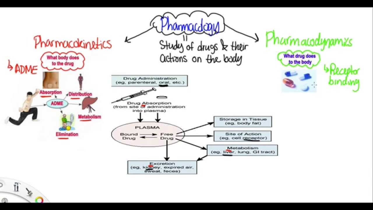You are currently viewing Basics of Pharmacology
