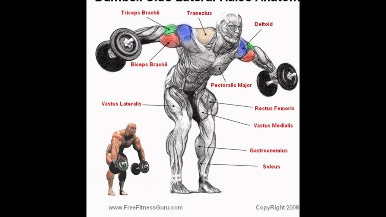 You are currently viewing Best body building exercise