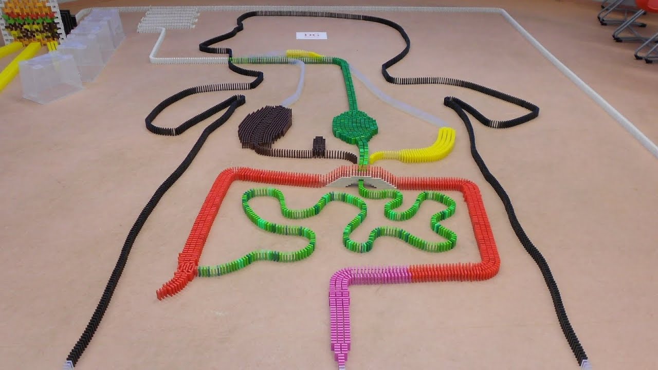 You are currently viewing BioDomino: The human digestive system in 6,300 dominoes