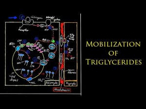 Read more about the article Biochemistry – Mobilization of Triglycerides