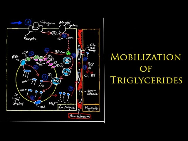 You are currently viewing Biochemistry – Mobilization of Triglycerides