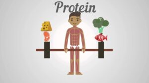 Read more about the article Biology – Proteins, Carbohydrates & Fats