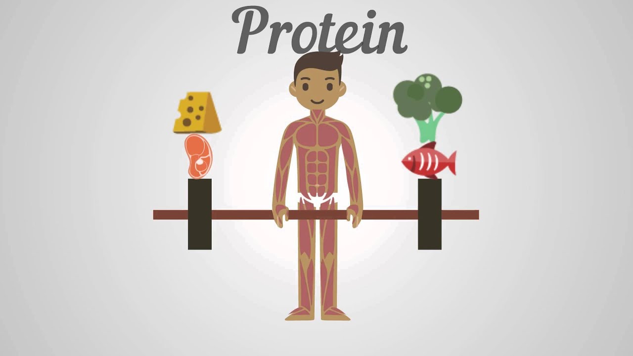 You are currently viewing Biology – Proteins, Carbohydrates & Fats