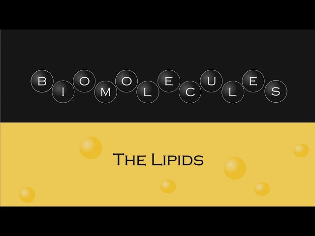 You are currently viewing Biomolecules – The Lipids