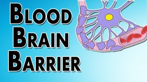 Read more about the article Blood Brain Barrier – Layers, Permeability, and Function