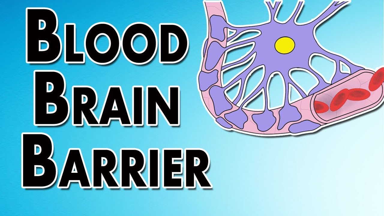 You are currently viewing Blood Brain Barrier – Layers, Permeability, and Function