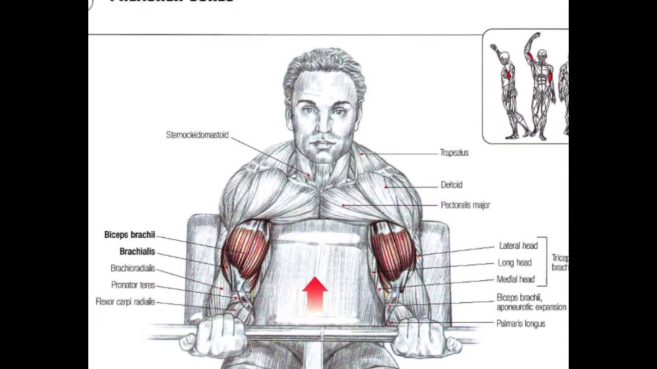You are currently viewing Bodybuilding Anatomy ARMS