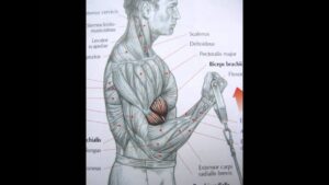 Read more about the article Bodybuilding: Biceps exercise and anatomy