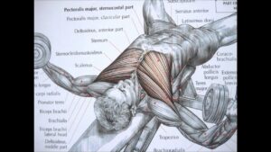 Bodybuilding chest exercise and anatomy