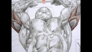 Read more about the article Bodybuilding triceps exercises and anatomy