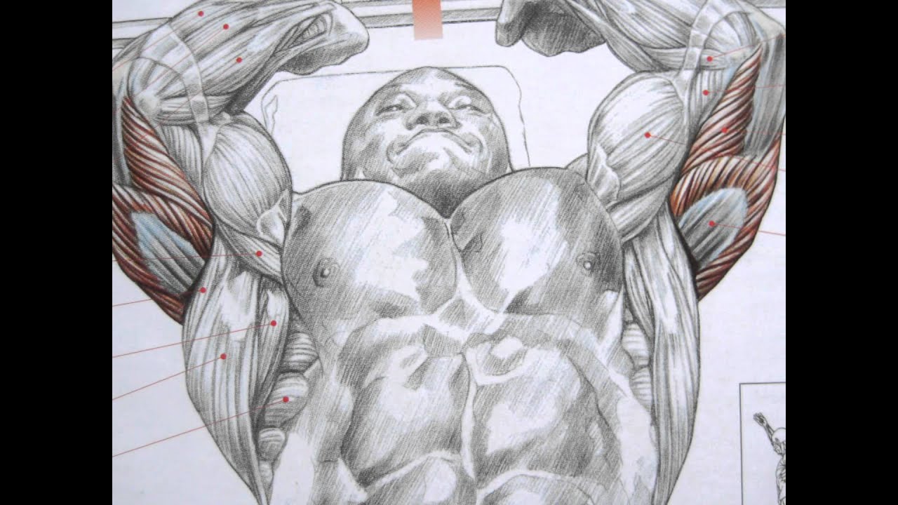 You are currently viewing Bodybuilding triceps exercises and anatomy