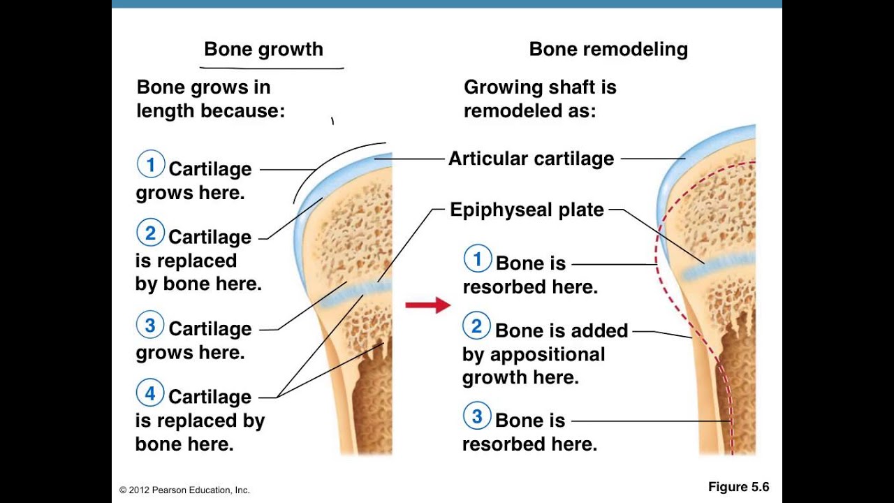You are currently viewing Bone formation, healing, remodeling