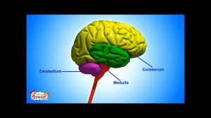 Read more about the article Brain Parts & Functions  video for Kids from www.makemegenius.com